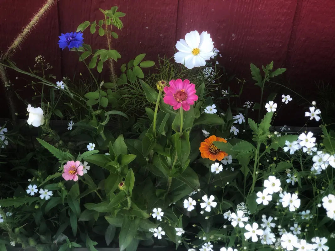 Rugged Beauty Flower Seed Mix