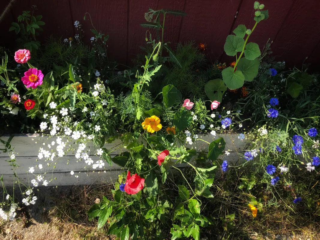 Rugged Beauty Flower Seed Mix