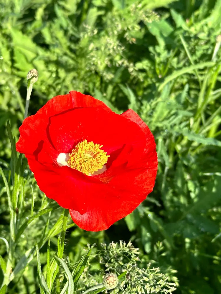 Power Couple - Poppy & Delphinium Flower Seed Mix