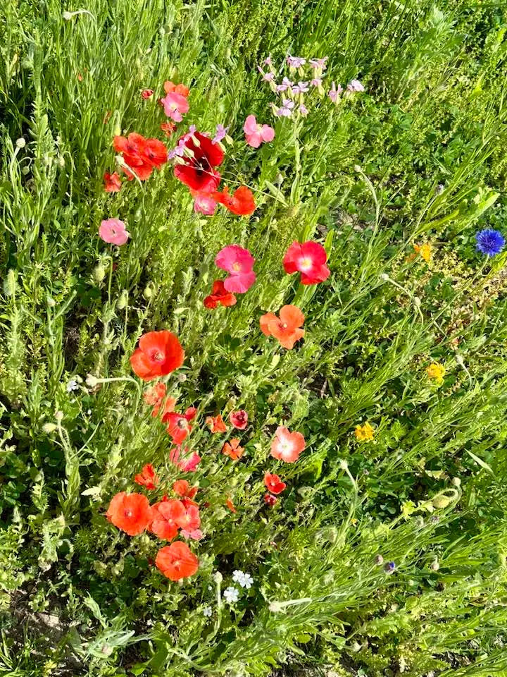 Pretty In Pink - Exclusive Pink Wildflower Seed Mix