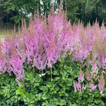Black Pearls Astilbe Seeds Dark Foliage with Soft Plume Flowers High Germination Garden Seeds heirloom non-gmo seeds