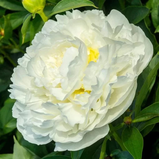 Duchesse de Nemours Peony Seeds Classic Fragrant White Peony High Germination Garden Seeds Paeonia sp. heirloom non-gmo seeds