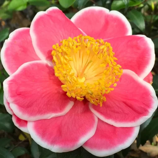Tama Glitters Camellia Seeds Pink-White Variegated Camellia Blooms High Germination Garden Seeds heirloom non-gmo seeds