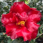 Black Magic Camellia Seeds Deep Red-Black Elegant Camellia High Germination Garden Seeds heirloom non-gmo seeds
