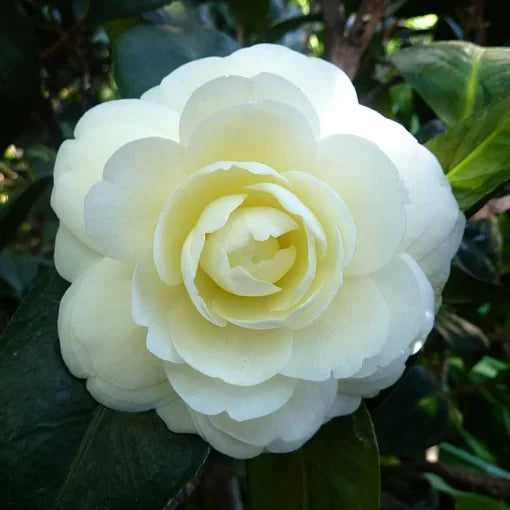 Dahlonega Camellia Seeds Soft Yellow Camellia Shrub High Germination Garden Seeds heirloom non-gmo seeds