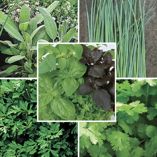 Herb Seed Collection Essential Culinary Herb Assortment High Germination Garden Seeds heirloom non-gmo seeds