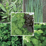 Herb Seed Collection Essential Culinary Herb Assortment High Germination Garden Seeds heirloom non-gmo seeds