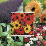 Natural Remedies Herb and Vegetable Seed Collection High Germination Garden Seeds heirloom non-gmo seeds