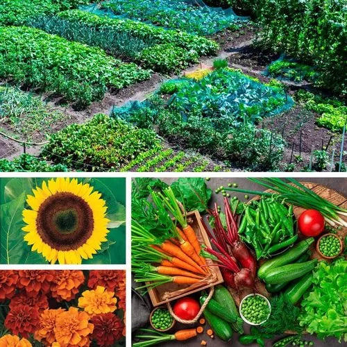 Ultimate Garden Seed Collection Mixed Essential Vegetable Seed High Germination Garden Seeds heirloom non-gmo seeds