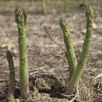 Millenium Asparagus Seeds High Germination Garden Seeds heirloom non-gmo seeds