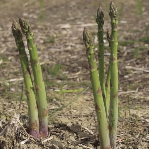 Mary Washington Asparagus Seeds High Germination Garden Seeds heirloom non-gmo seeds