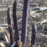 Purple Passion Asparagus Seeds High Germination Garden Seeds heirloom non-gmo seeds
