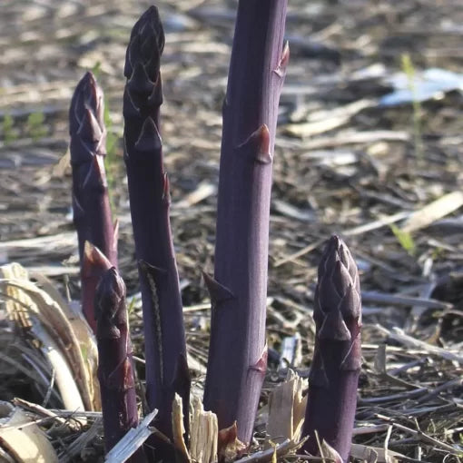 Purple Passion Asparagus Seeds High Germination Garden Seeds heirloom non-gmo seeds