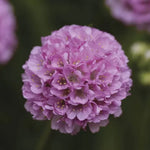 Sweet Dreams Armeria Seeds Dreameria Soft Pink Sea Thrift Flowers High Germination Garden Seeds heirloom non-gmo seeds