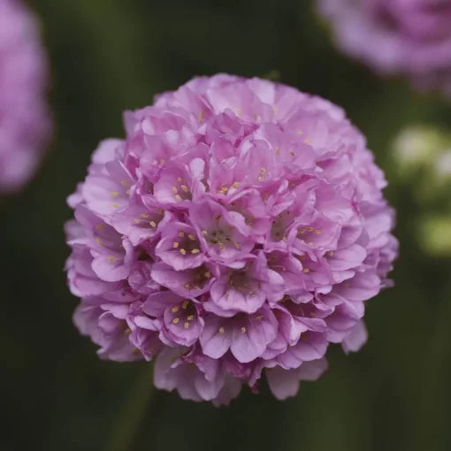 Sweet Dreams Armeria Seeds Dreameria Soft Pink Sea Thrift Flowers High Germination Garden Seeds heirloom non-gmo seeds