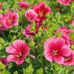 flowers high quality flower seeds for growing vibrant and colorful blooms in home gardens and landscapes organic flowers premium organic flower seeds for sustainable gardening and beautiful blossoms suitable for all climates