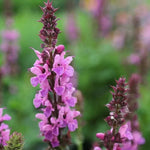 Rose Marvel Salvia Seeds Deep Rose-Pink Perennial Sage High Germination Garden Seeds heirloom non-gmo seeds