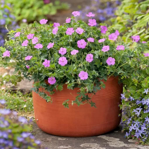 Blushing Turtle Geranium Seeds Pink-Blush Hardy Cranesbill High Germination Garden Seeds heirloom non-gmo seeds