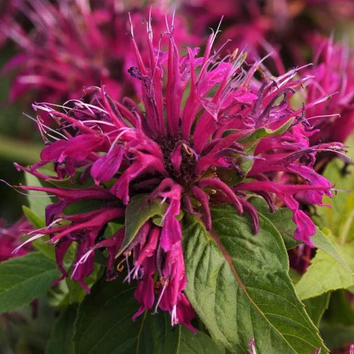 Balmy Purple Bee Balm Seeds Compact Purple Monarda Variety High Germination Garden Seeds heirloom non-gmo seeds