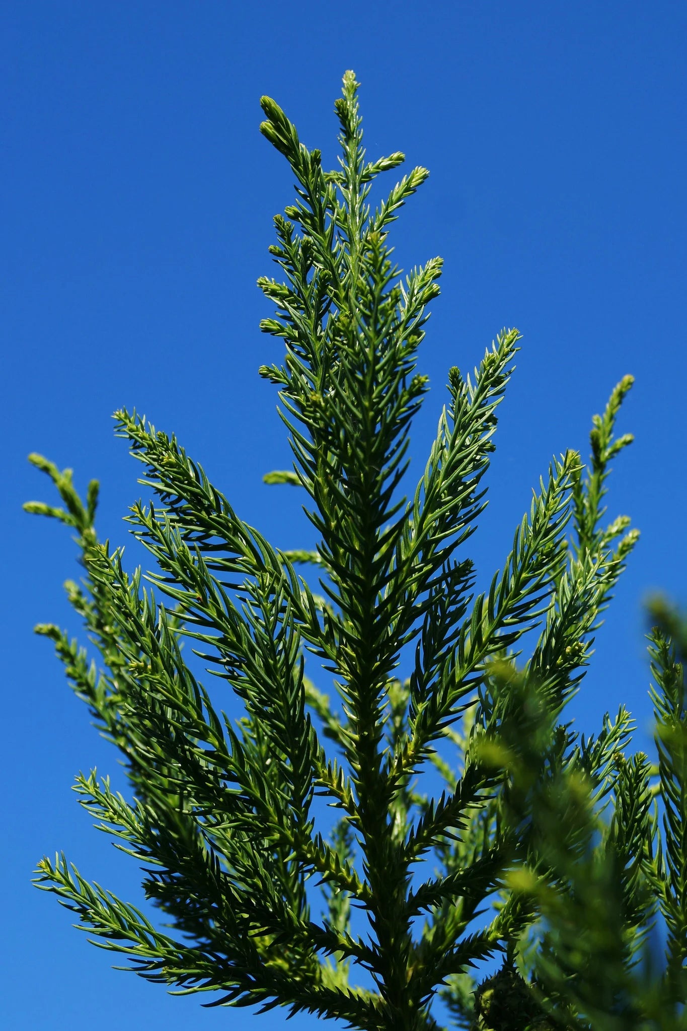 Green Cryptomeria Seeds for Planting heirloom & Non-GMO Seeds