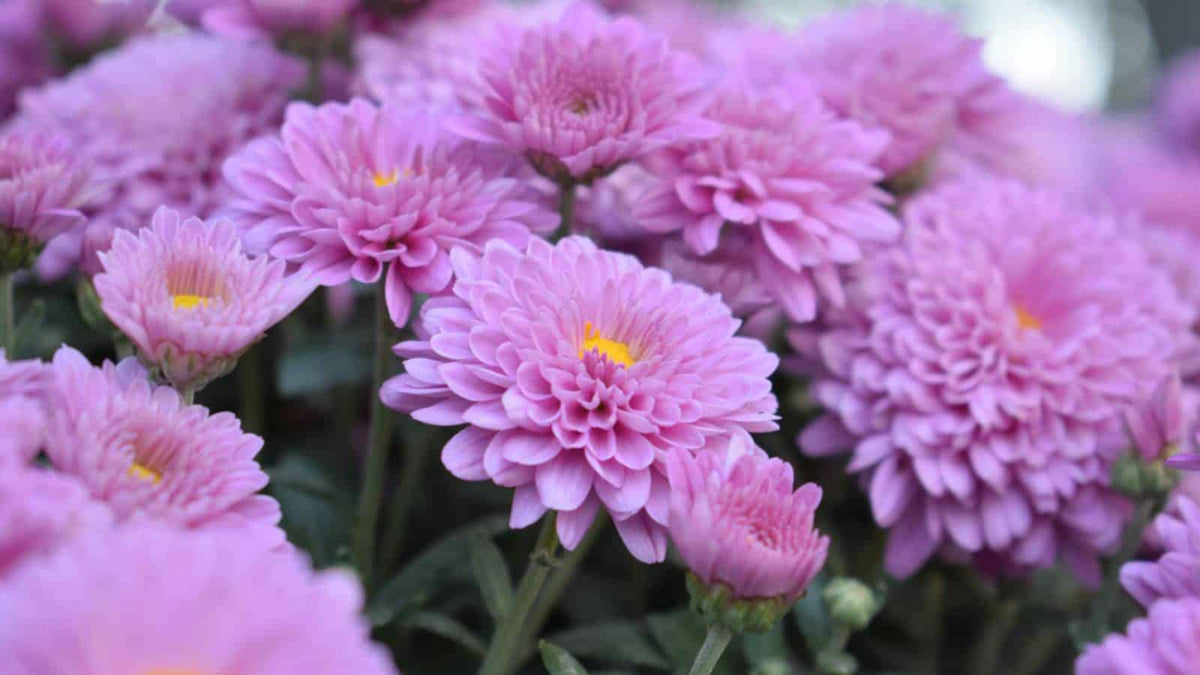 Chrysanthemum Indicum Seeds Flowering Garden Seeds for Planting in Home and Pots