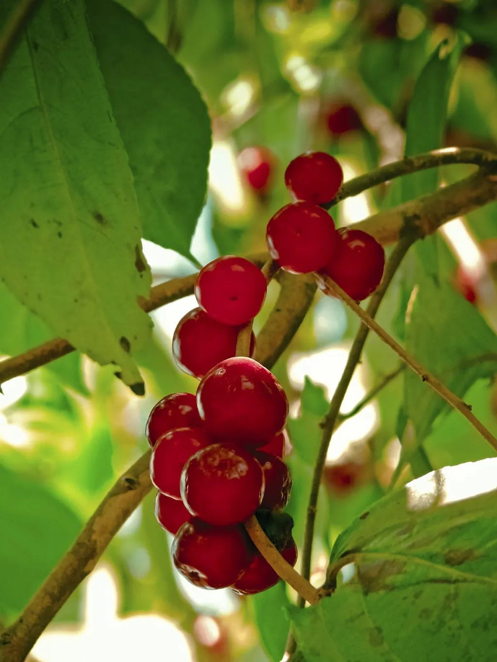 Winterberry Holly Fruit Seeds for Planting - Ornamental and Berry-Bearing Shrubs, Heirloom Seeds