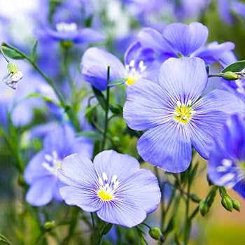 Blue Flax Flower Seeds (Linum perenne) Annual Bulk Seeds for Wildflower Garden Planting