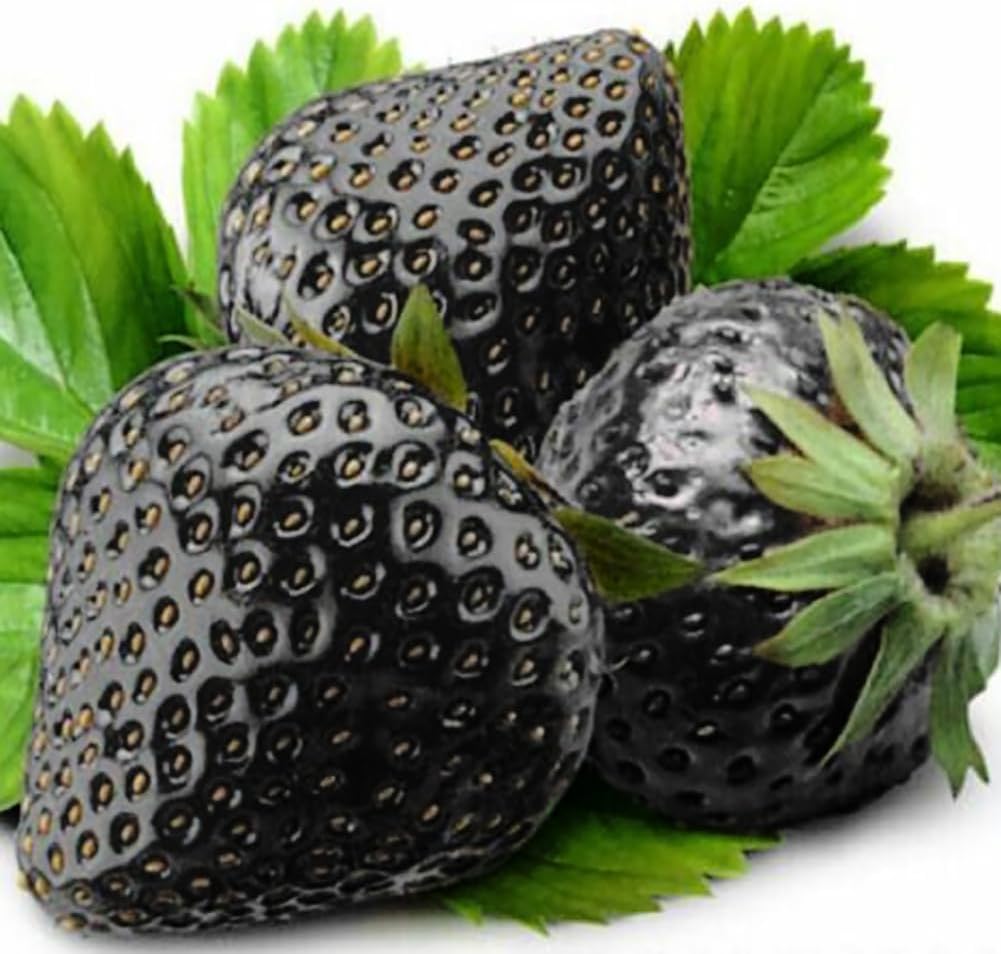 Black Strawberry Fruit Seeds for Planting - Growing Sweet and Flavorful Strawberries