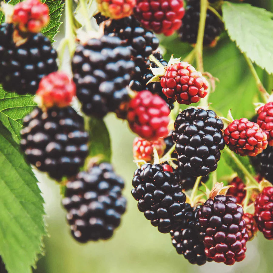 BlackBerry Seeds - Grow Fresh Blackberries in Your Own Backyard