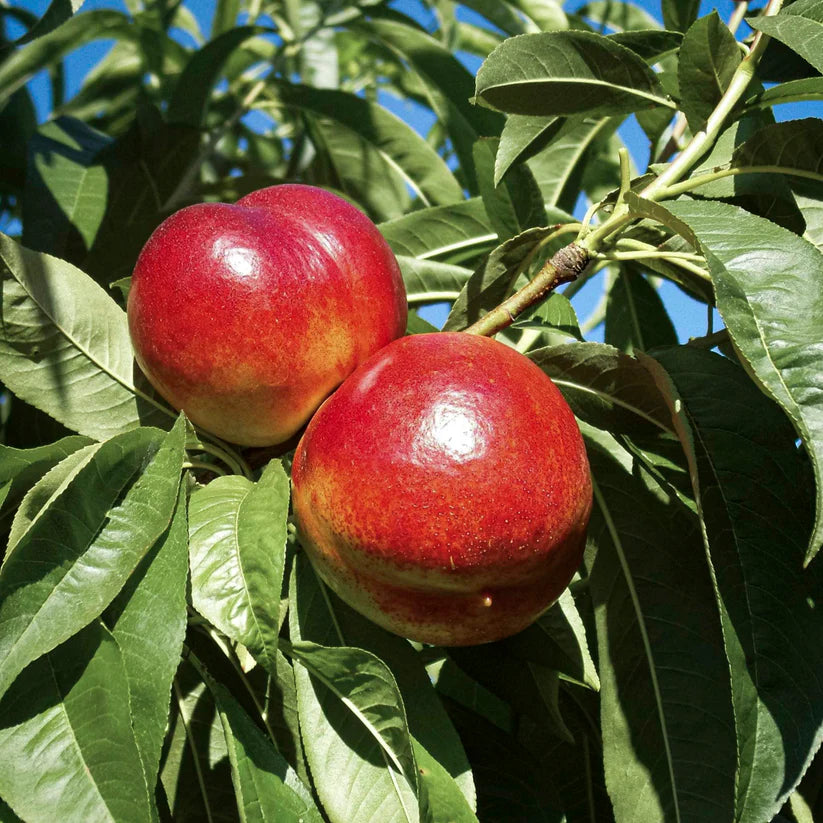Red Nectarine Fruit Seeds - Grow Juicy and Sweet Nectarines at Home