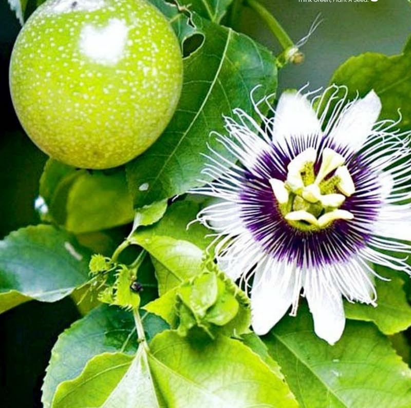 High-Yield Passion Fruit Seeds for Abundant Tropical Harvests