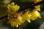 Yellow Chimonanthus Flower Seeds for Planting, NON GMO Seeds Dhara Seeds