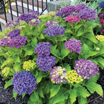 Bigleaf Hydrangea Seeds Large Bloom Mophead Hydrangea High Germination Garden Seeds heirloom non-gmo seeds