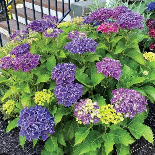 Bigleaf Hydrangea Seeds Large Bloom Mophead Hydrangea High Germination Garden Seeds heirloom non-gmo seeds