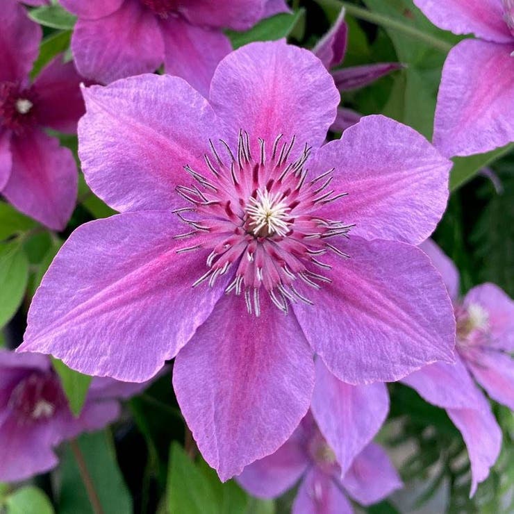 flowers high quality flower seeds for growing vibrant and colorful blooms in home gardens and landscapes organic flowers premium organic flower seeds for sustainable gardening and beautiful blossoms suitable for all climates