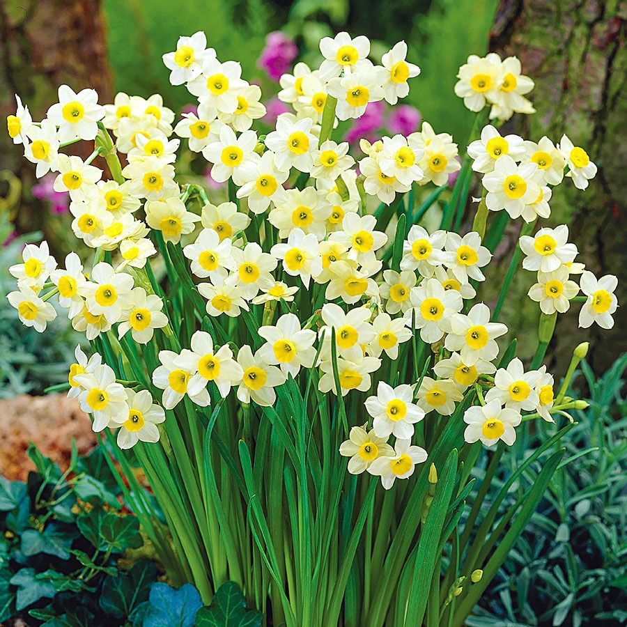 Narcissus Award Winning Deer Resistant Blend Daffodil Seeds