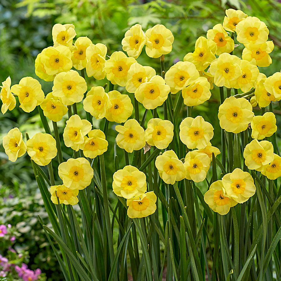 Narcissus Award Winning Deer Resistant Blend Daffodil Seeds