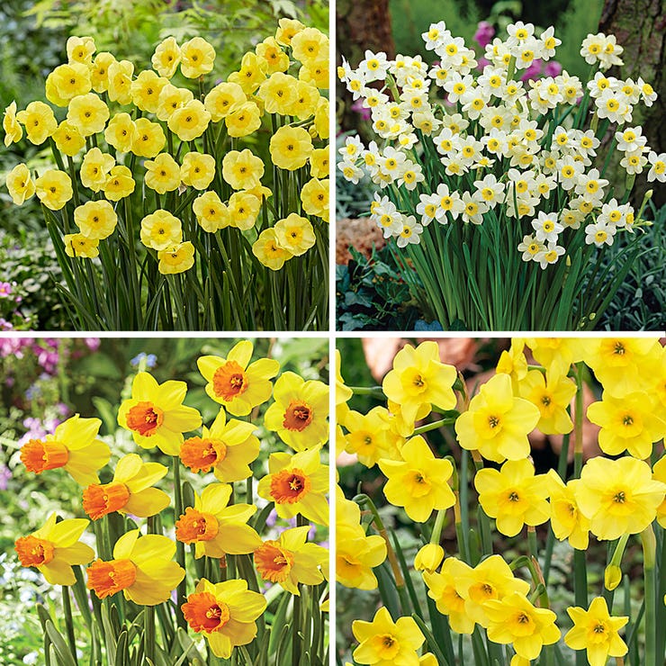 flowers high quality flower seeds for growing vibrant and colorful blooms in home gardens and landscapes organic flowers premium organic flower seeds for sustainable gardening and beautiful blossoms suitable for all climates