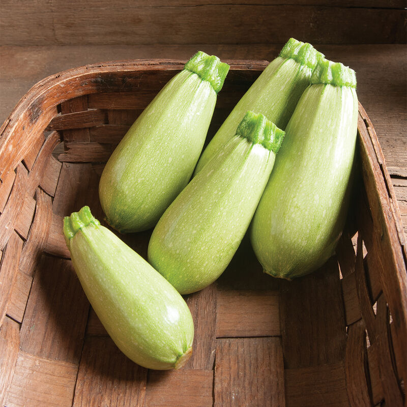Magda Hybrid Squash Seeds – Heirloom, Non-GMO, High Germination Organic Garden Seeds