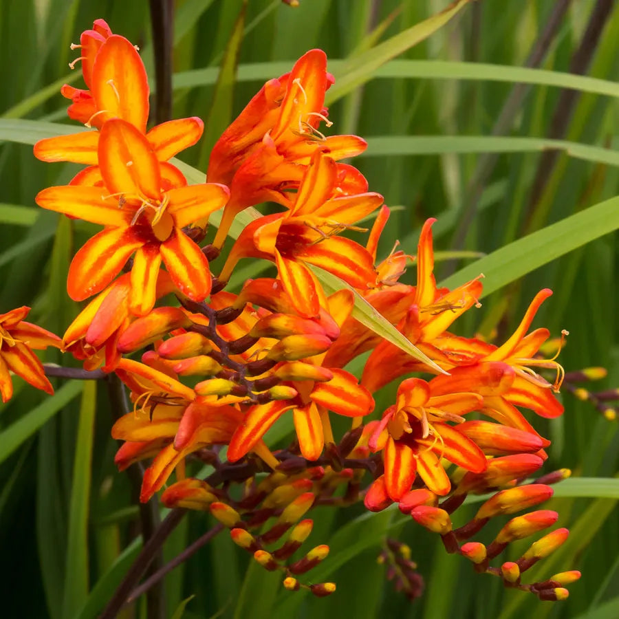 Crocosmia Firestarter Falling Stars