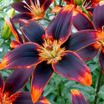 flowers high quality flower seeds for growing vibrant and colorful blooms in home gardens and landscapes organic flowers premium organic flower seeds for sustainable gardening and beautiful blossoms suitable for all climates