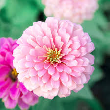 Baby Pink Zinnia Flower Seeds for Planting – Bright Blooms for Garden, Heirloom Seeds