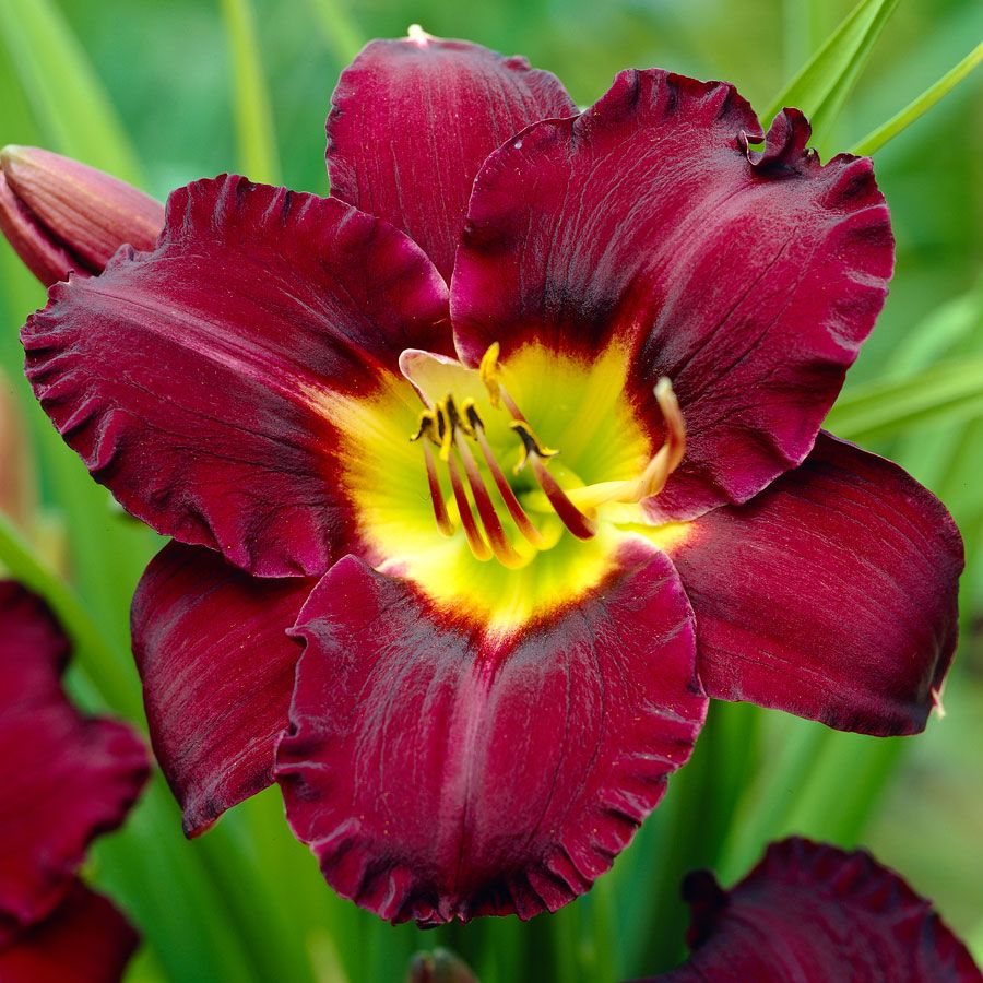 Hemerocallis Bela Lugosi Daylily