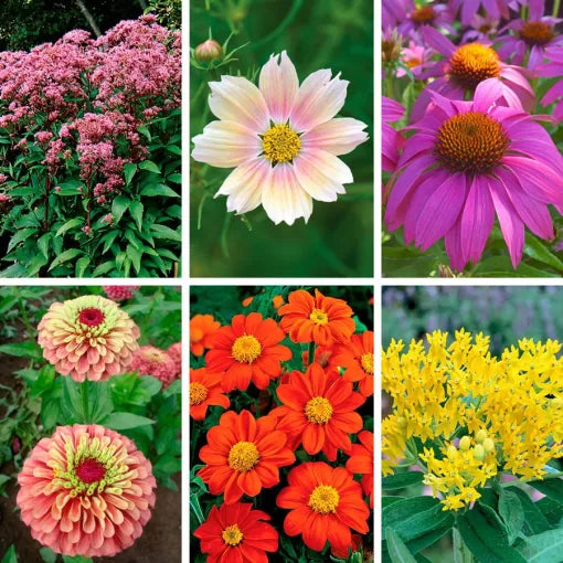 Butterfly Lovers Seed Collection Mixed Butterfly-Friendly Flowers High Germination Garden Seeds heirloom non-gmo seeds