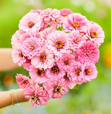 Baby Pink Zinnia Flower Seeds for Planting – Bright Blooms for Garden, Heirloom Seeds