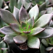 Succulent Black Prince Mixed Variety Flower Seeds