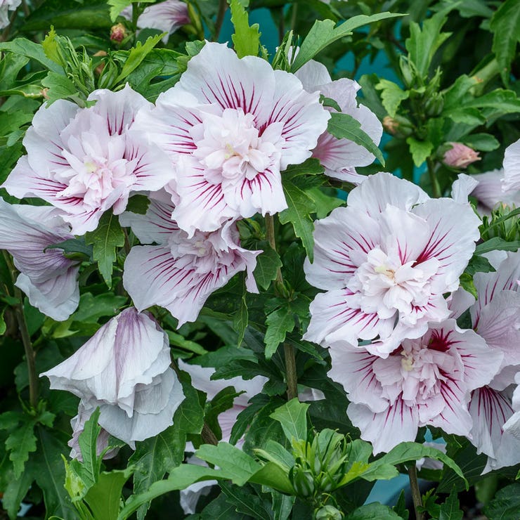 flowers high quality flower seeds for growing vibrant and colorful blooms in home gardens and landscapes organic flowers premium organic flower seeds for sustainable gardening and beautiful blossoms suitable for all climates