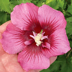 flowers high quality flower seeds for growing vibrant and colorful blooms in home gardens and landscapes organic flowers premium organic flower seeds for sustainable gardening and beautiful blossoms suitable for all climates