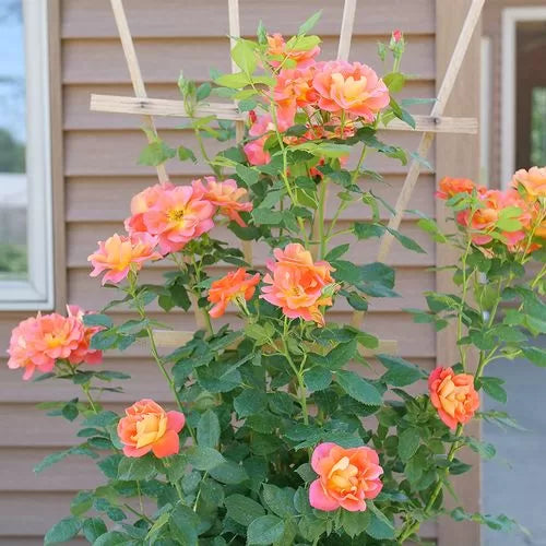 Emberays Climbing Rose Seeds Rise Up Apricot-Orange Climbing Rose High Germination Garden Seeds heirloom non-gmo seeds