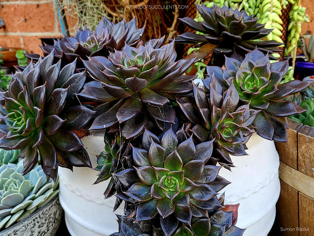 Succulent Black Prince Mixed Variety Flower Seeds